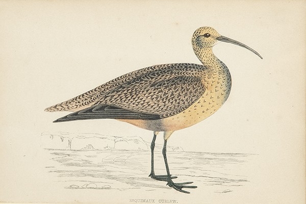 Artwork by Francis Orpen Morris, Canastera común, Chorlito gris, Vuelvepiedras rojizo y Zarapito esquimal, Made of Lot of four prints, color of the time