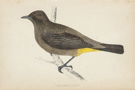 Tórtola europea, Zorzal colorado, Acentor alpino y picogordo común by Francis Orpen Morris