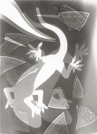 Photograms of geckos by Lou Landauer, 1942