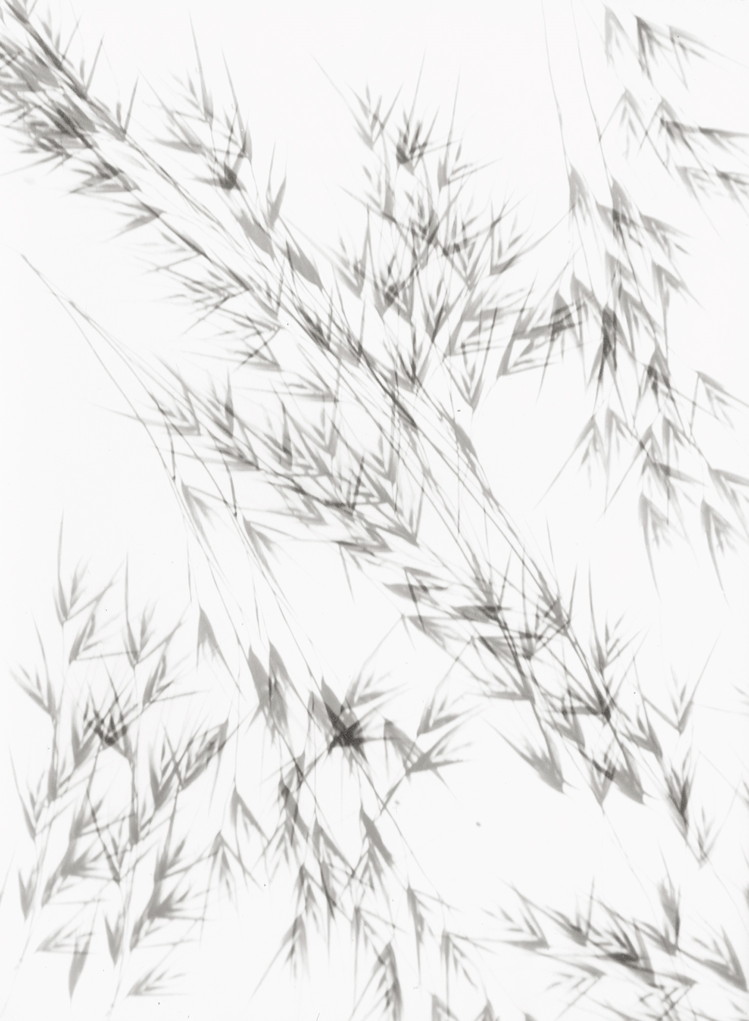 Artwork by Lou Landauer, Photograms of oat and flowering plant, Made of vintage gelatin silver prints