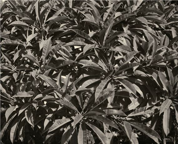 Plant leaves by Lou Landauer, 1942