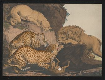 Kampf zwischen einem Leoparden- und Löwenpärchen um einen erlegten Hasen - Johann Susenbeth