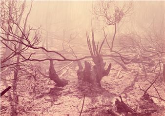 Burning Malalucca Swamp - Wesley Stacey