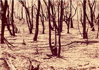 Burnt Trees, Fallen Leaves and Sea - Wesley Stacey