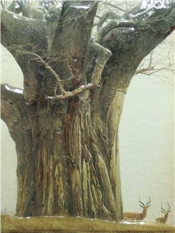 Baobab - Bill Stockil