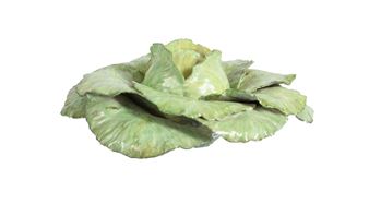 A MODEL OF A CABBAGE - Anne Gordon