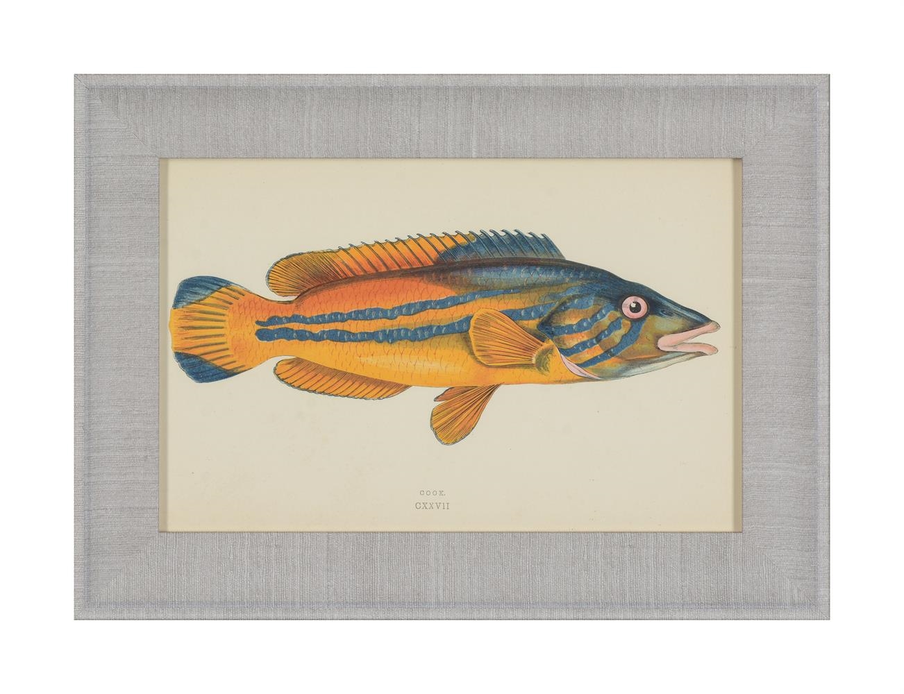 Artwork by J. Couch, A SET OF TWENTY-FOUR DECORATIVE PRINTS OF FISH, Made of PRINTS (24)