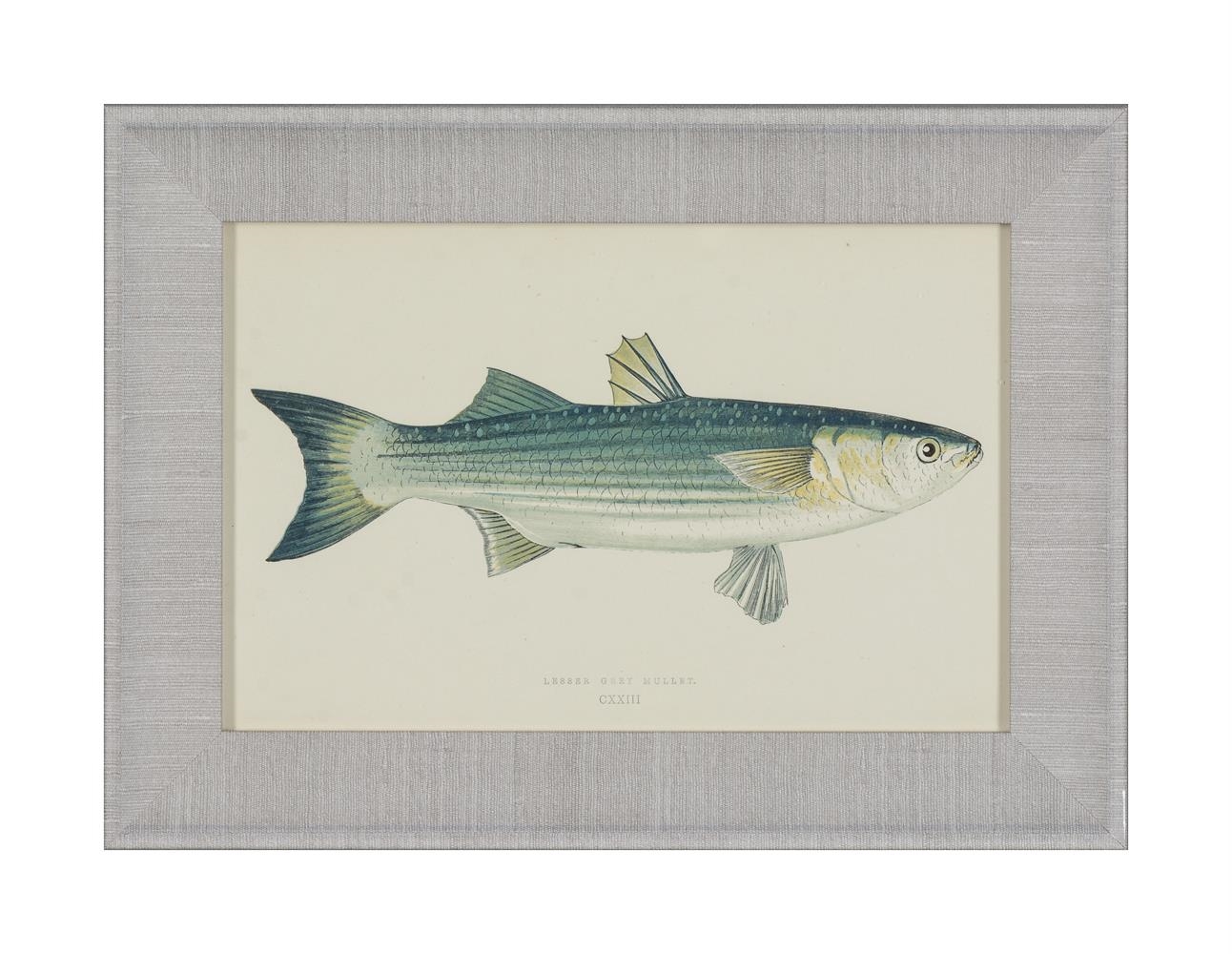Artwork by J. Couch, A SET OF TWENTY-FOUR DECORATIVE PRINTS OF FISH, Made of PRINTS (24)