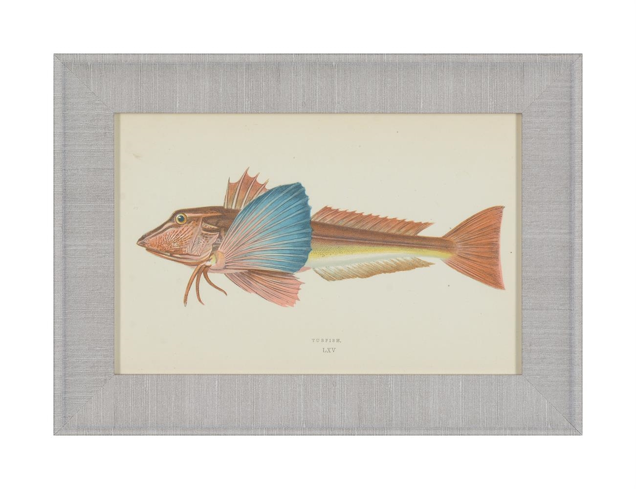 Artwork by J. Couch, A SET OF TWENTY-FOUR DECORATIVE PRINTS OF FISH, Made of PRINTS (24)