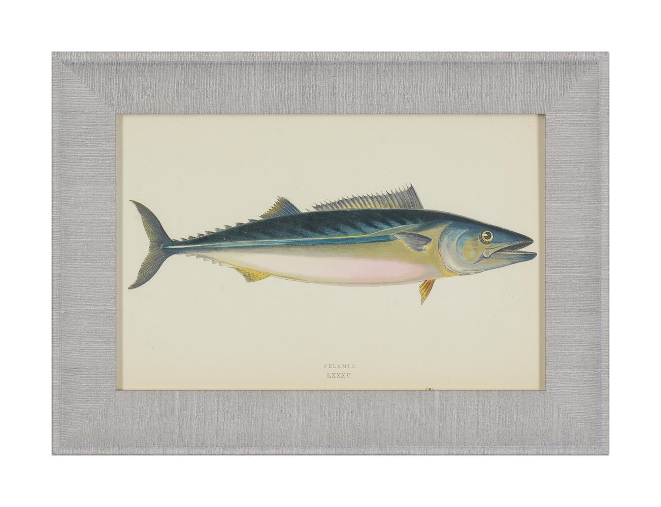 Artwork by J. Couch, A SET OF TWENTY-FOUR DECORATIVE PRINTS OF FISH, Made of PRINTS (24)