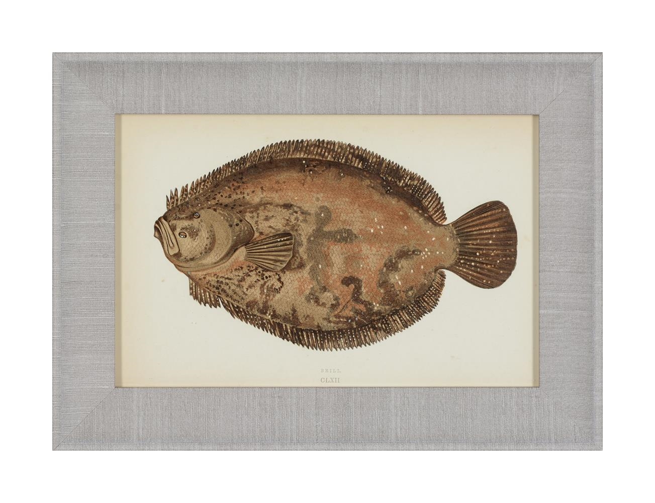 Artwork by J. Couch, A SET OF TWENTY-FOUR DECORATIVE PRINTS OF FISH, Made of PRINTS (24)