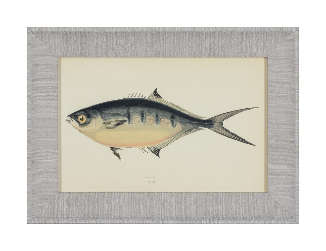Artwork by J. Couch, A SET OF TWENTY-FOUR DECORATIVE PRINTS OF FISH, Made of PRINTS (24)