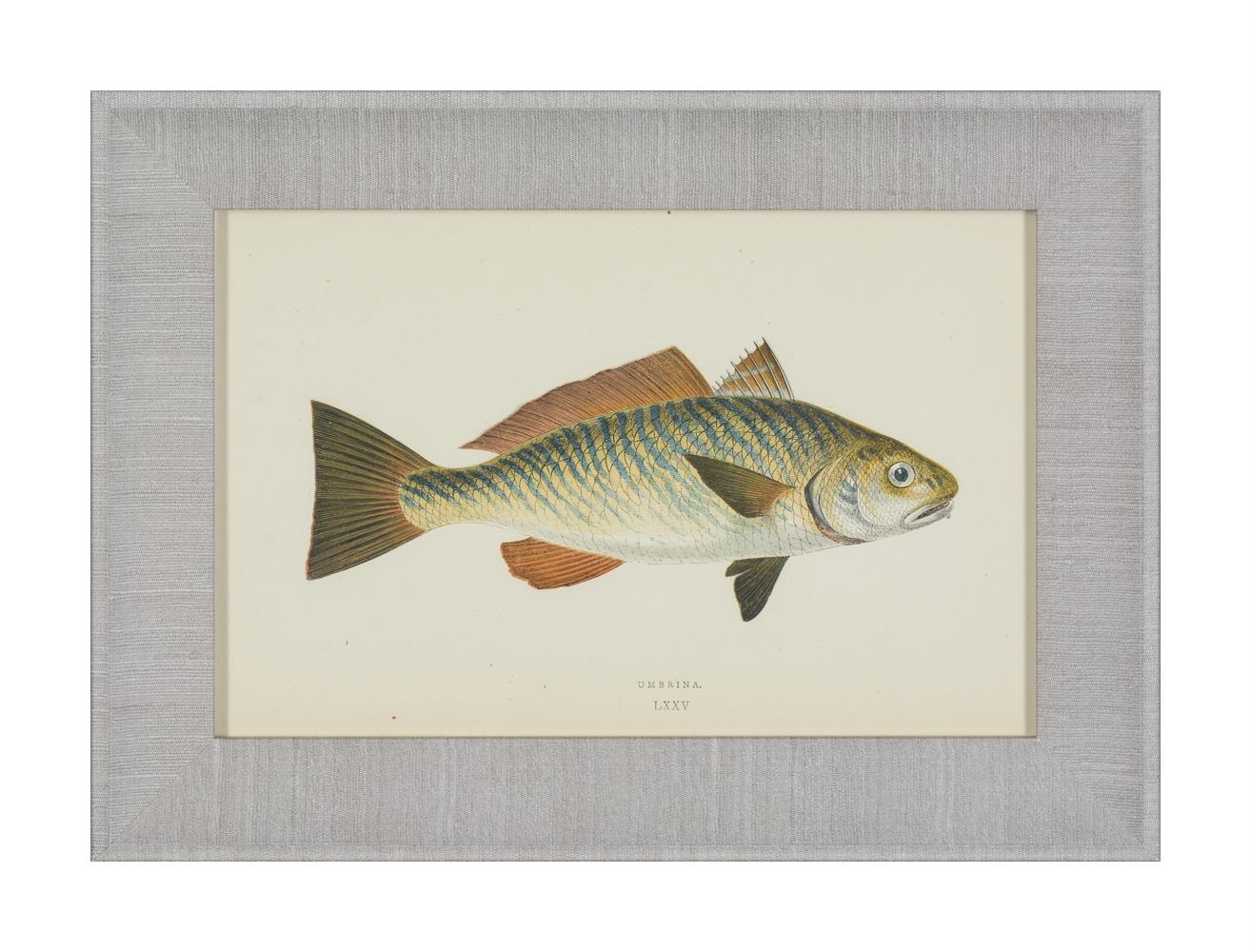 Artwork by J. Couch, A SET OF TWENTY-FOUR DECORATIVE PRINTS OF FISH, Made of PRINTS (24)