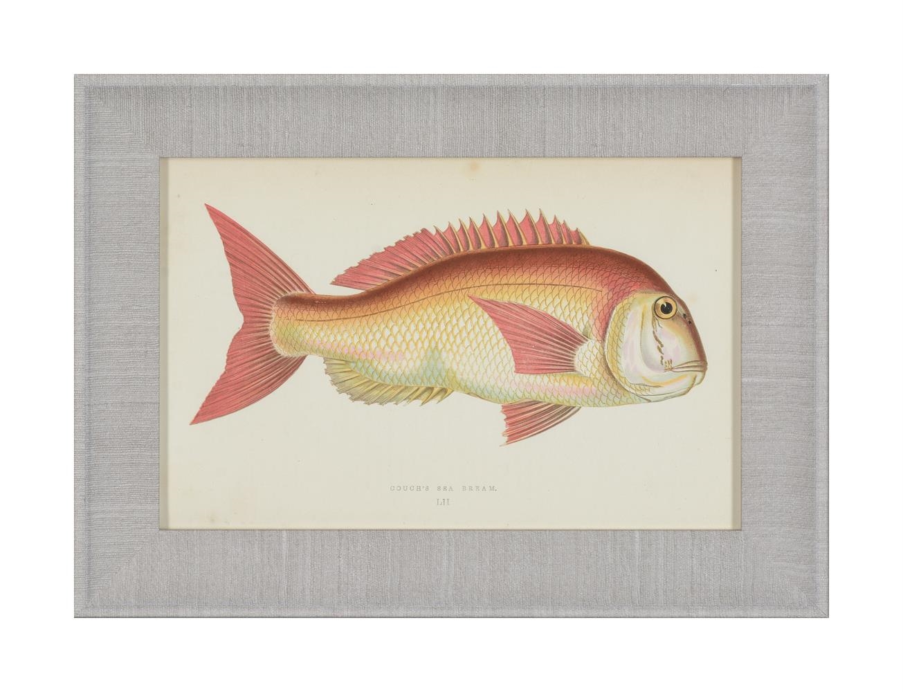 Artwork by J. Couch, A SET OF TWENTY-FOUR DECORATIVE PRINTS OF FISH, Made of PRINTS (24)