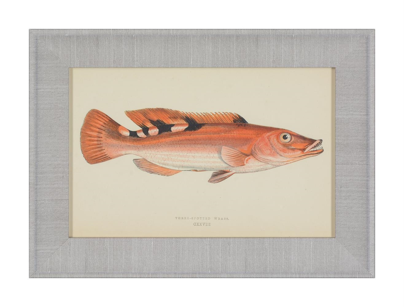 Artwork by J. Couch, A SET OF TWENTY-FOUR DECORATIVE PRINTS OF FISH, Made of PRINTS (24)