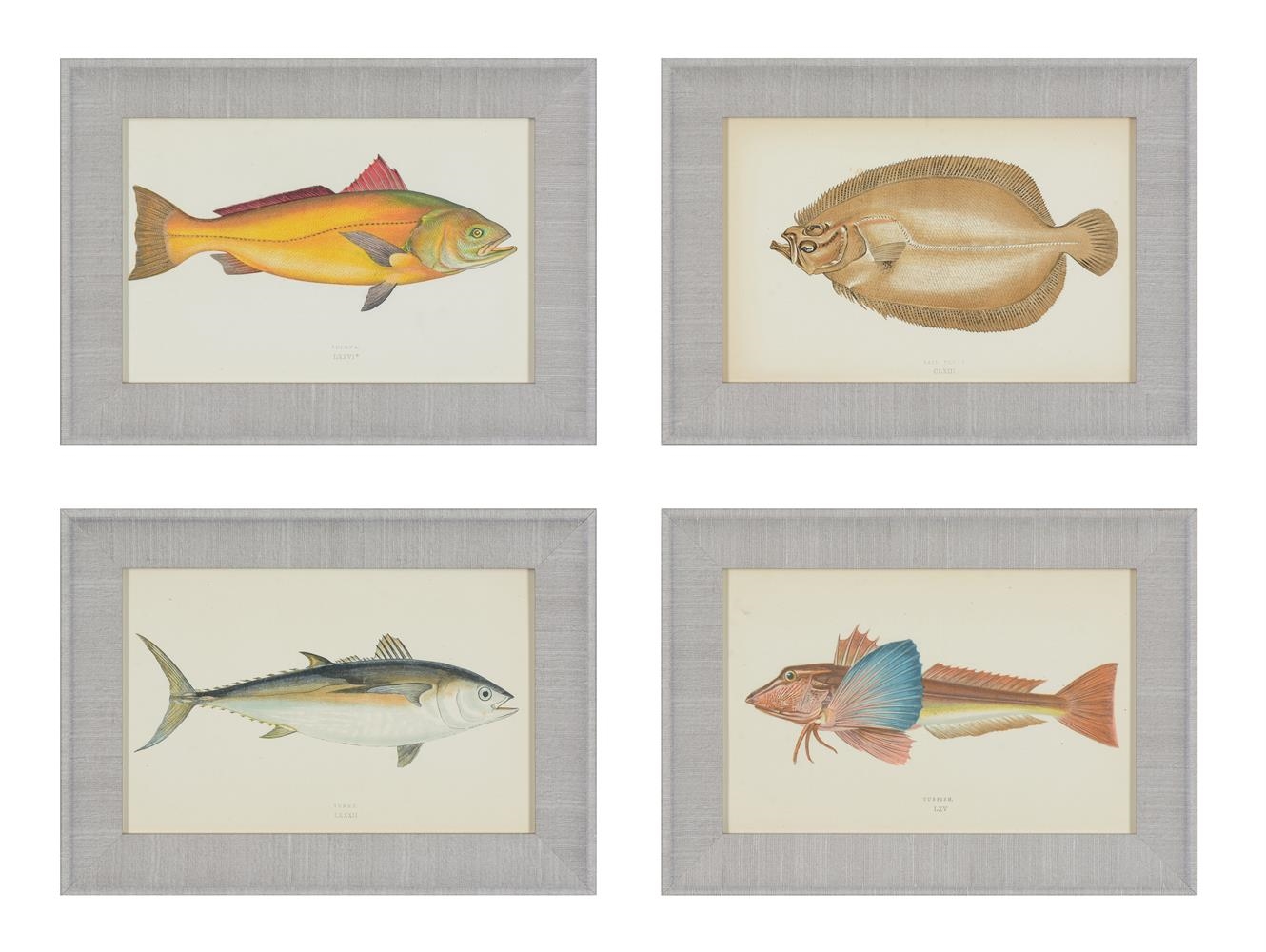 Artwork by J. Couch, A SET OF TWENTY-FOUR DECORATIVE PRINTS OF FISH, Made of PRINTS (24)