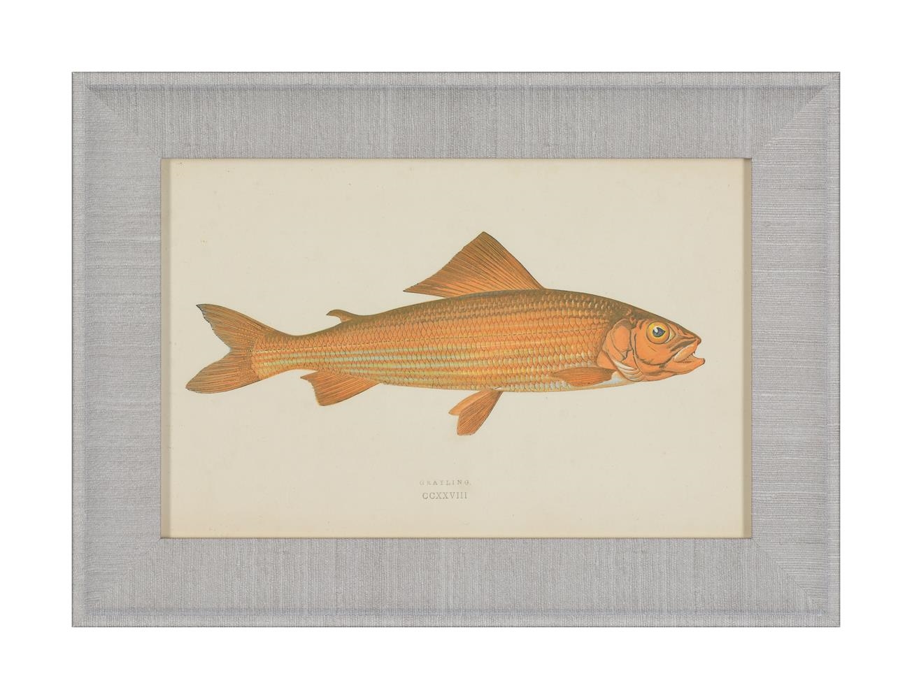 Artwork by J. Couch, A SET OF TWENTY-FOUR DECORATIVE PRINTS OF FISH, Made of PRINTS (24)
