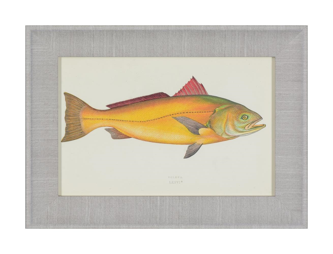 Artwork by J. Couch, A SET OF TWENTY-FOUR DECORATIVE PRINTS OF FISH, Made of PRINTS (24)