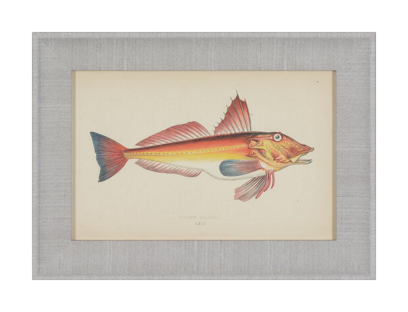 Artwork by J. Couch, A SET OF TWENTY-FOUR DECORATIVE PRINTS OF FISH, Made of PRINTS (24)