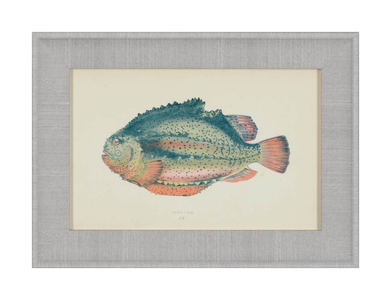 Artwork by J. Couch, A SET OF TWENTY-FOUR DECORATIVE PRINTS OF FISH, Made of PRINTS (24)
