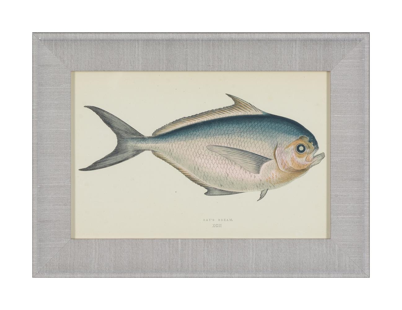 Artwork by J. Couch, A SET OF TWENTY-FOUR DECORATIVE PRINTS OF FISH, Made of PRINTS (24)