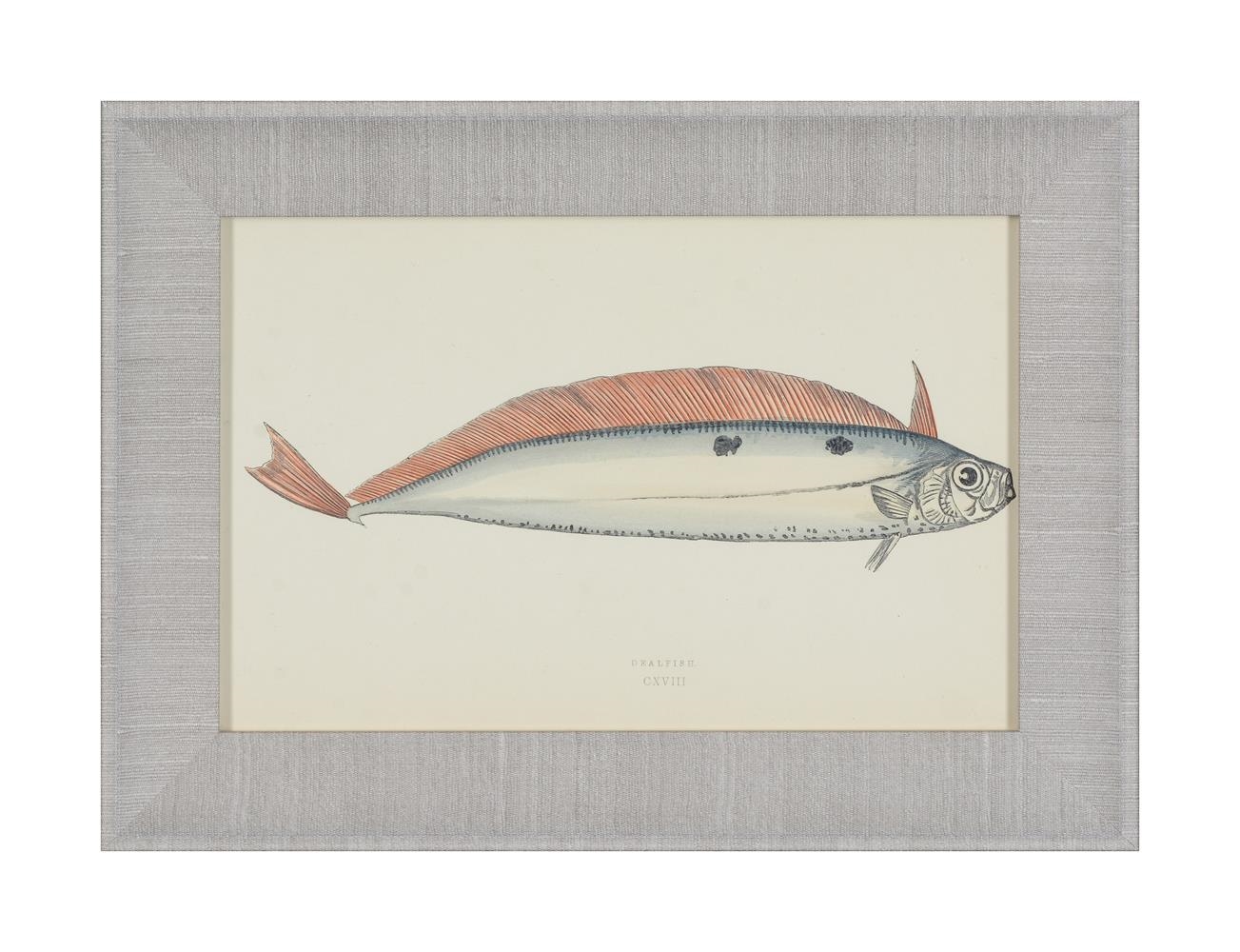 Artwork by J. Couch, A SET OF TWENTY-FOUR DECORATIVE PRINTS OF FISH, Made of PRINTS (24)