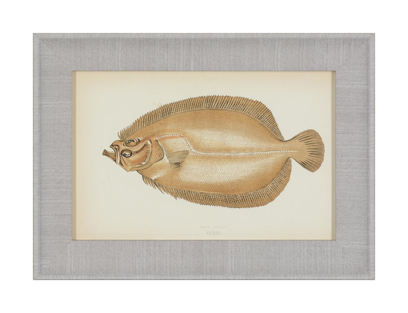 Artwork by J. Couch, A SET OF TWENTY-FOUR DECORATIVE PRINTS OF FISH, Made of PRINTS (24)