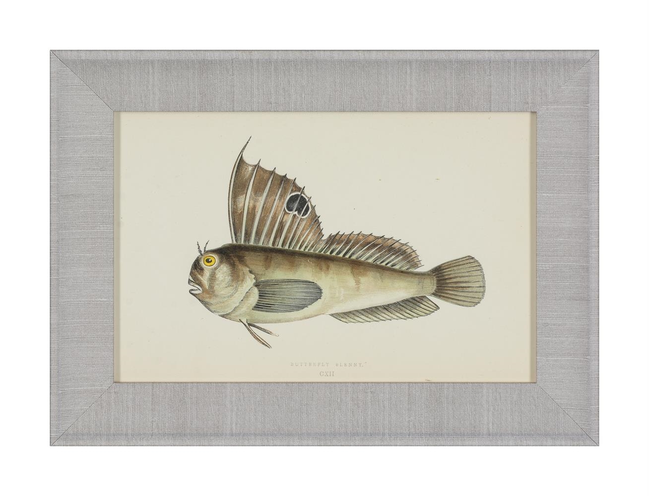 Artwork by J. Couch, A SET OF TWENTY-FOUR DECORATIVE PRINTS OF FISH, Made of PRINTS (24)