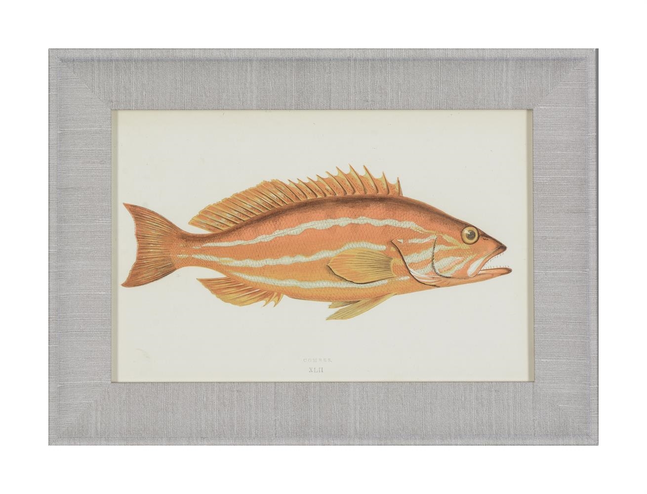 Artwork by J. Couch, A SET OF TWENTY-FOUR DECORATIVE PRINTS OF FISH, Made of PRINTS (24)