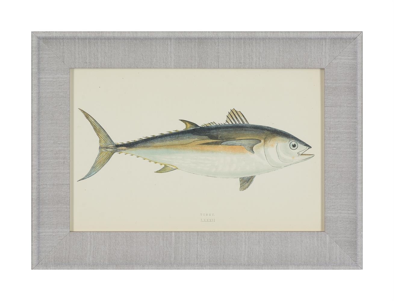 Artwork by J. Couch, A SET OF TWENTY-FOUR DECORATIVE PRINTS OF FISH, Made of PRINTS (24)