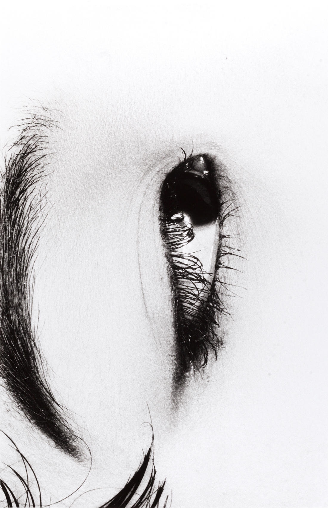 Artwork by Nobuyoshi Araki, Untitled, Made of Gelatin silver print