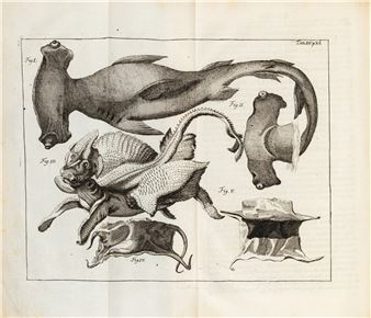 Rariora musei besleriani... [Nuremberg] . In-folio. Édition originale illustrée. Vélin de l'époque. - Basilius Besler