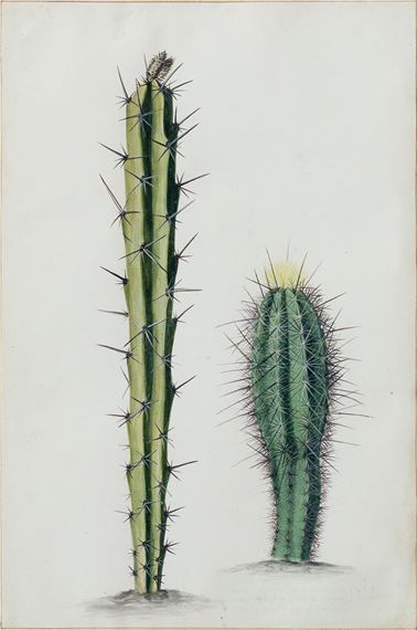 "Cerius Ex Curacao spciis variae" (Two Cereus Cactuses) by Maria Sibylla Merian, circa 1690
