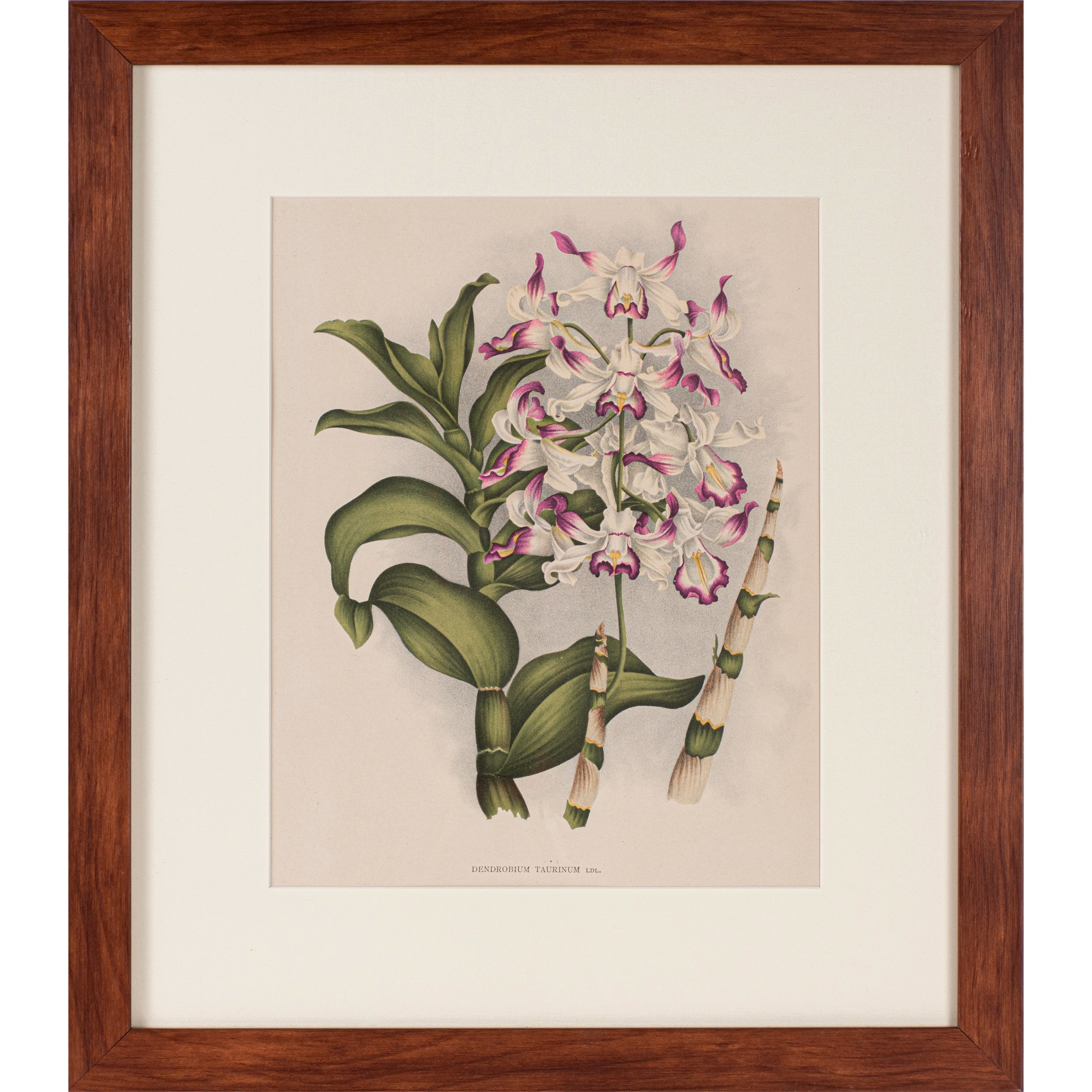 Artwork by Jean Jules Linden, Dendrobium taurinum, Made of Colored lithograph