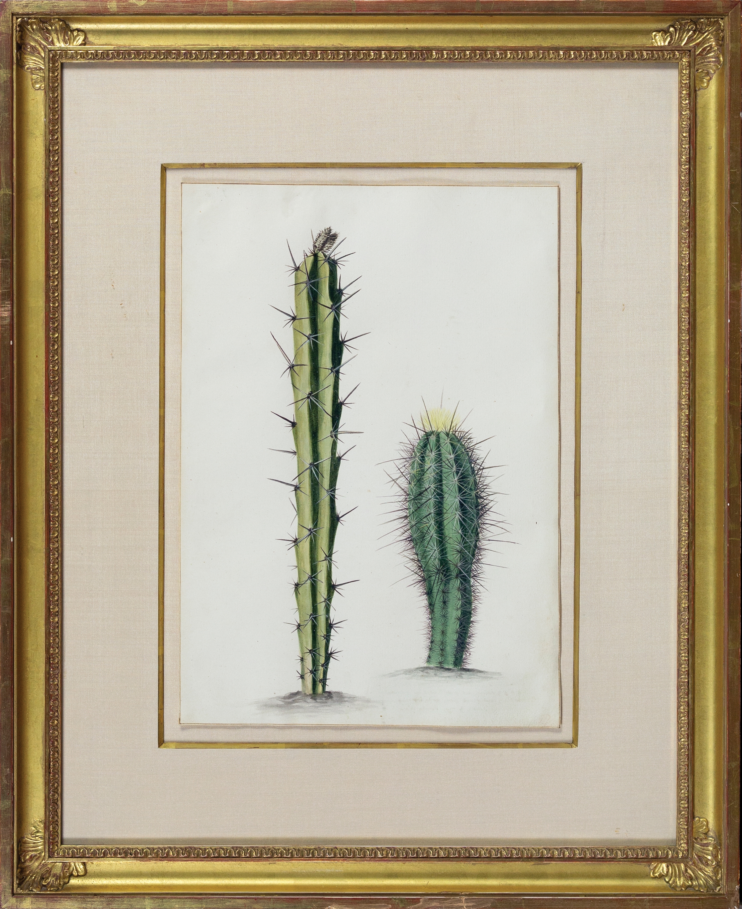 Artwork by Maria Sibylla Merian, "Cerius Ex Curacao spciis variae" (Two Cereus Cactuses), Made of Watercolor on vellum