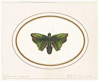 Mixed Media Miniature Painting; and Original Botanical Collage - Eliza Bierstadt