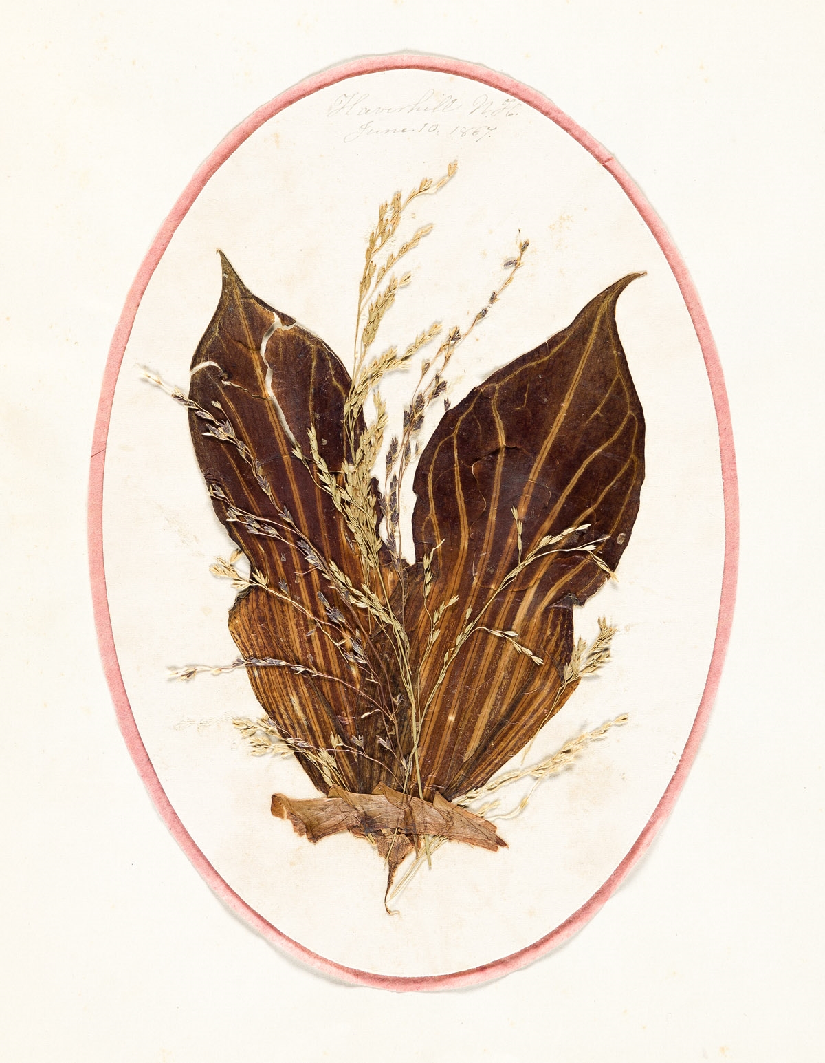 Artwork by Eliza Bierstadt, Mixed Media Miniature Painting; and Original Botanical Collage, Made of Mixed Media