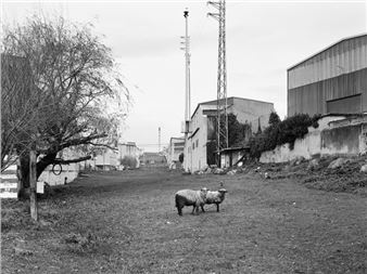 Damián Ucieda: Camiño Negro - Galería Formato Cómodo