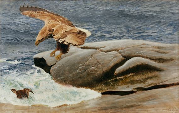 Havsörn slående efter en alfågel