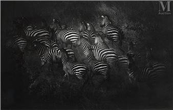 Les zèbres - Nicolas Bruant