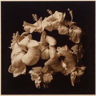 Comprises Indigator Luminus, ; Together with Turito Elegans [Tiger Lilies], . - Reenie Barrow