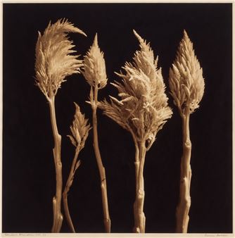 Stationea, ; together with Saltatio, , ; and Osculum Secundus, - Reenie Barrow