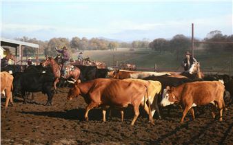 Working in a Cattle Corral - Benjamin Wu