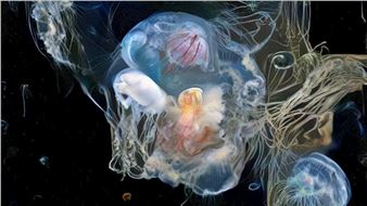 Photographic Imagination