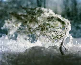 Winter Scene - Allison Grant