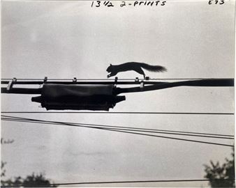 Out on a limb, écureuil - Bela Tom Werkner