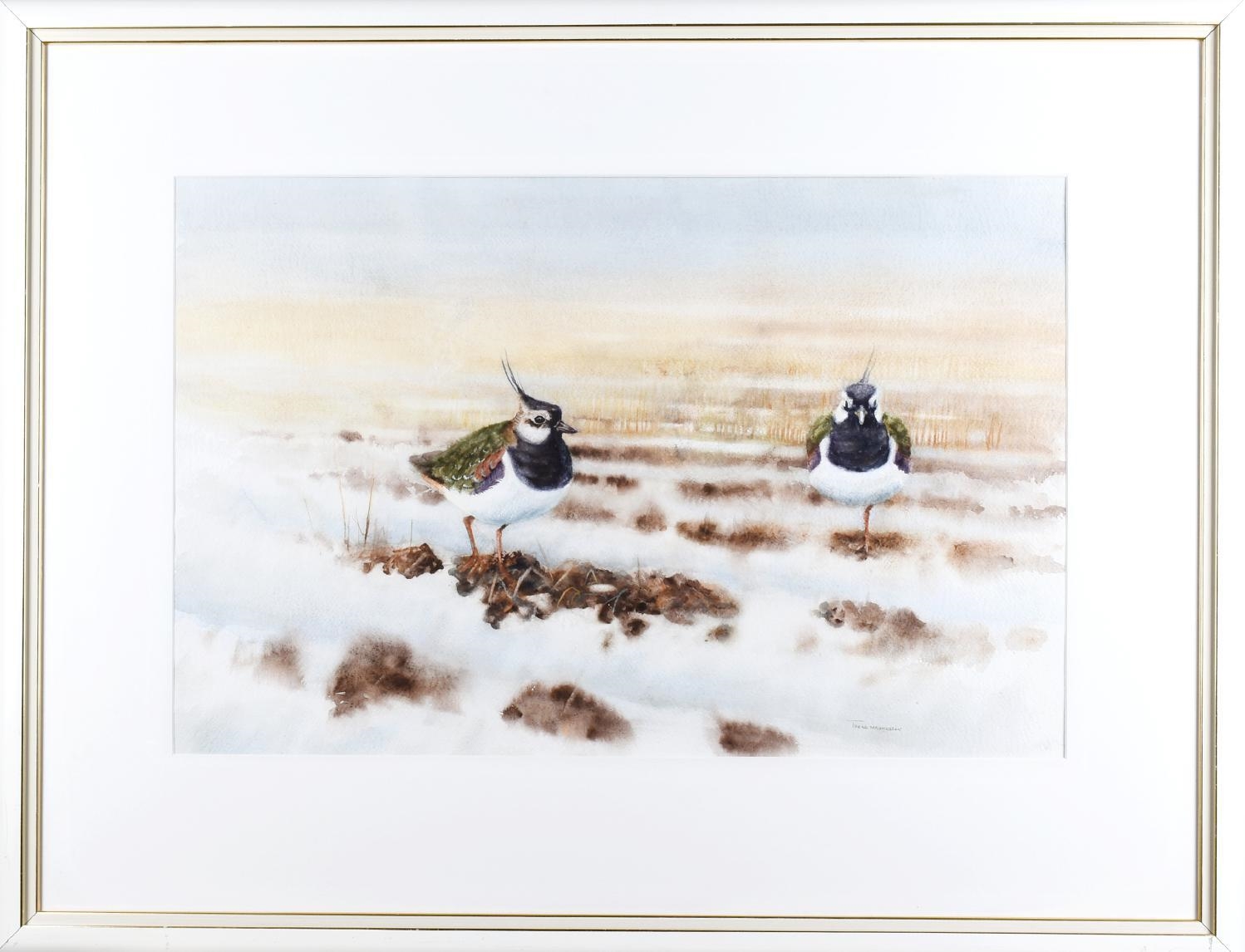 Artwork by Thord Magnusson, Northern Lapwings, Made of Watercolor on paper