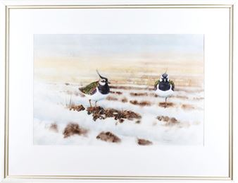 Northern Lapwings - Thord Magnusson