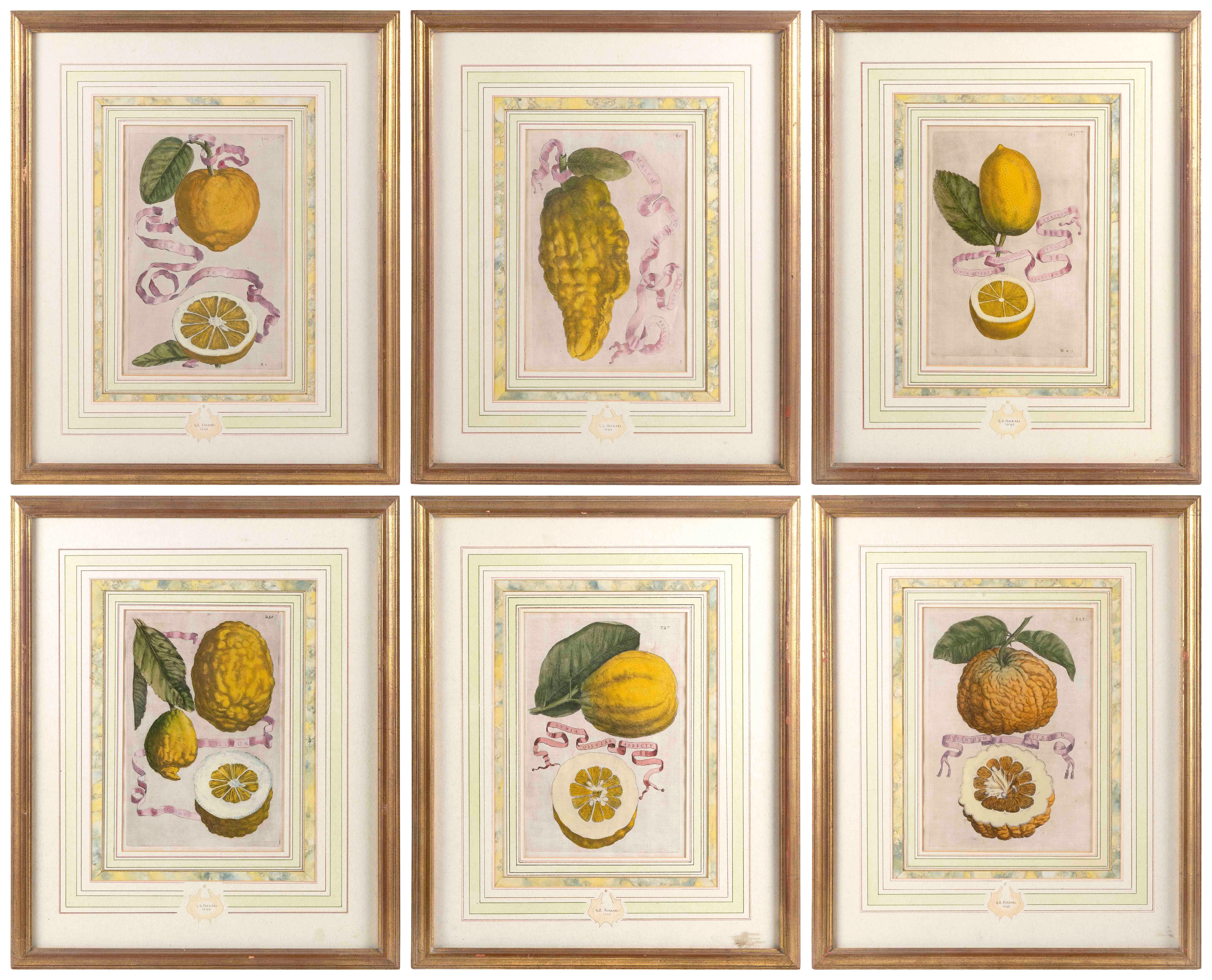Six hand-colored engravings of fruit. by Giovanni Battista Ferrari