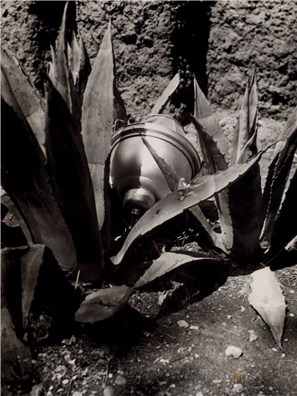 Artwork by Man Ray, Aloe, Made of Original gelatin-silver print